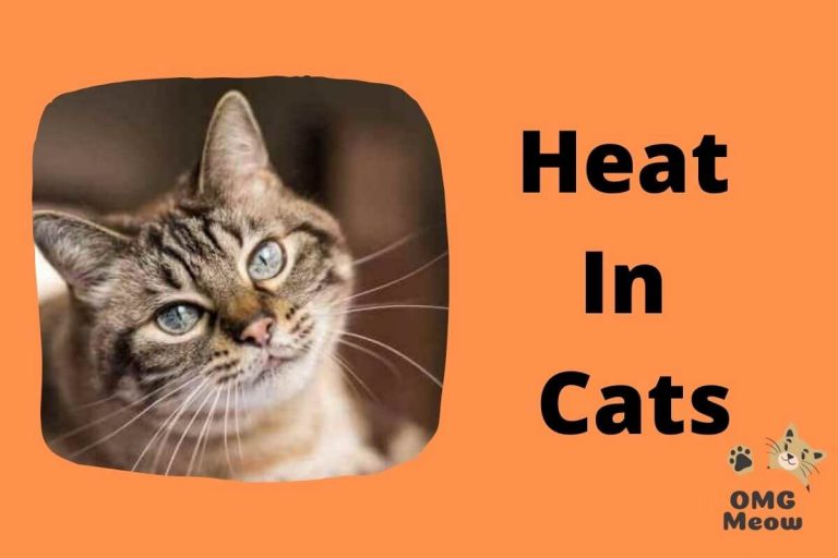 How Long are Cats in Heat and how often?