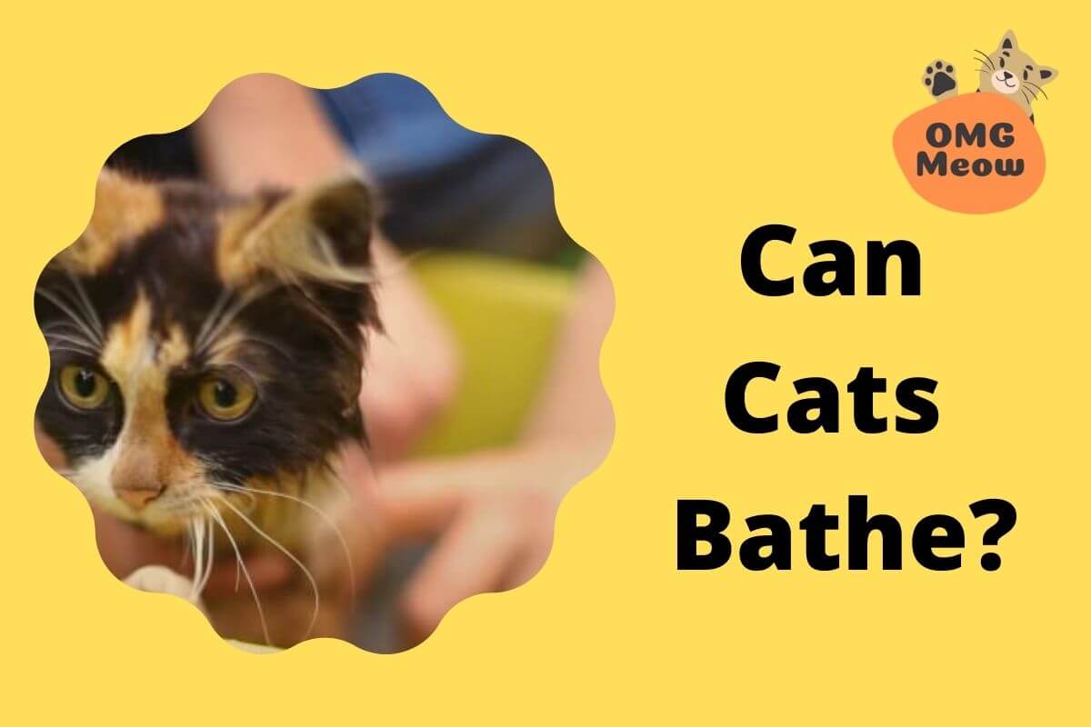 how often to bathe a cat