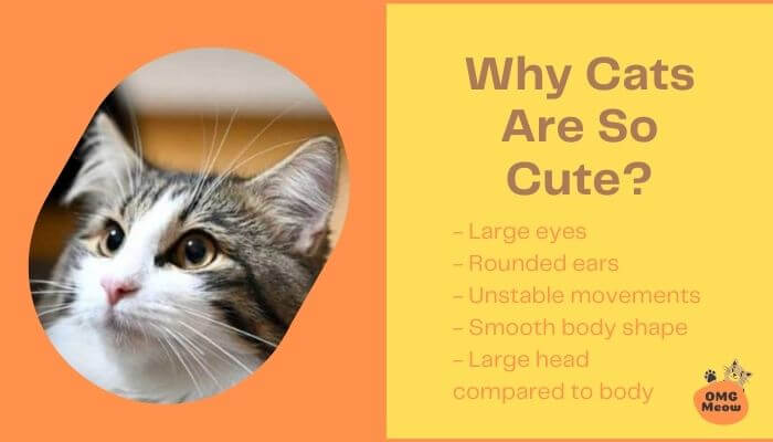 Why are cats so cute?