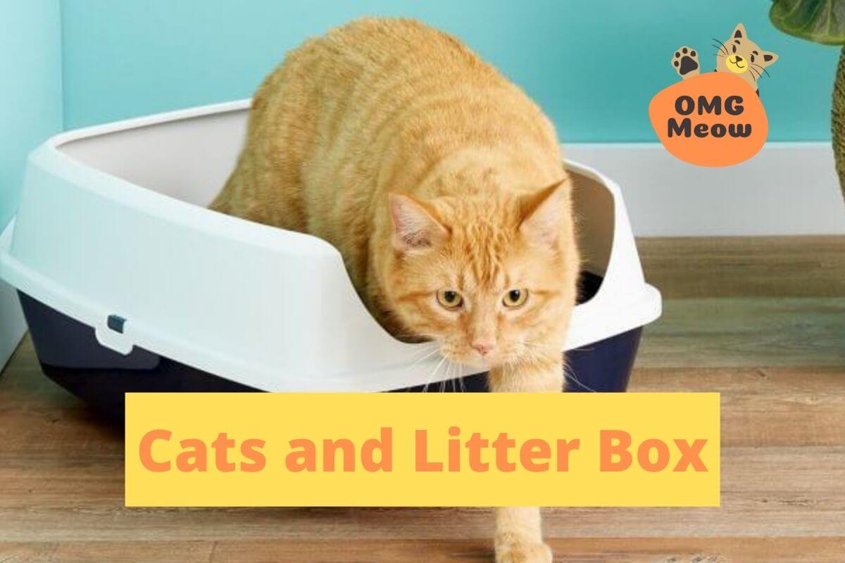 why do cats use litter boxes